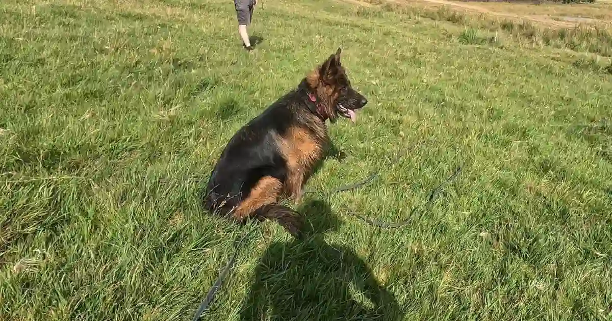 Dog Training